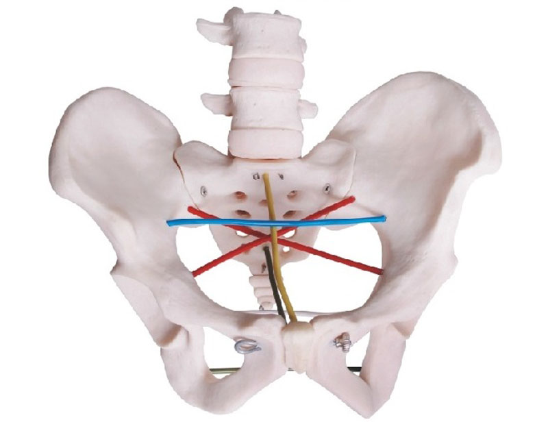 骨盆测量示教模型