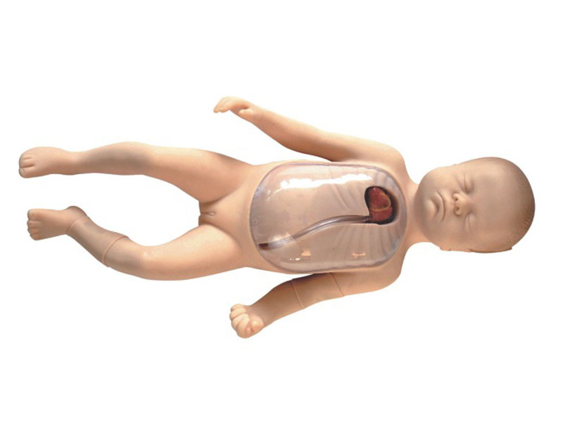 高级新生儿经外周中心静脉插管模型