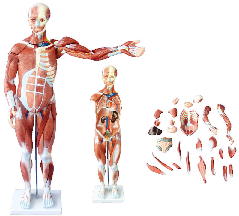80CM人体肌肉模型(27件)