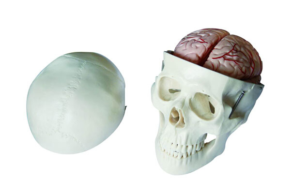 头骨带8部分脑动脉模型