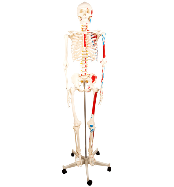 人体骨骼附肌肉着色模型85cm