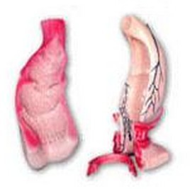 直肠和肛管模型
