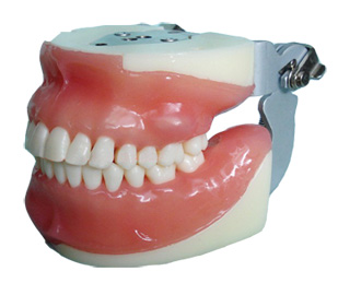口腔外科综合实习模型