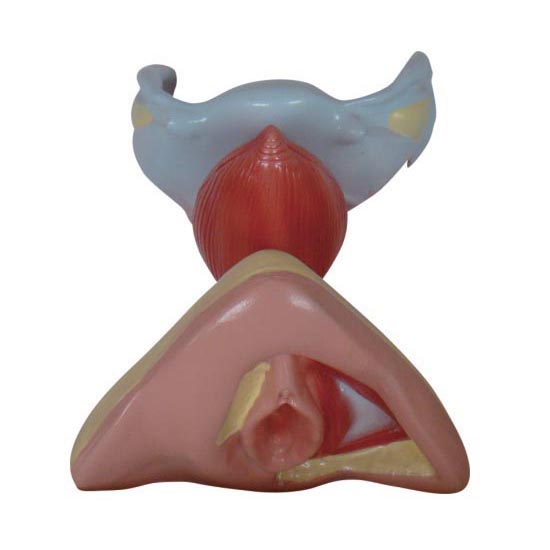 A429 女性内外生殖器模型